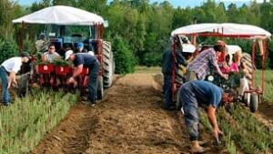 canada s export crop business cbc news canada s export crop business cbc news