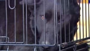 tp-edm-dog-rescue-hobbema-pen