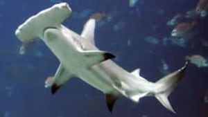 tp-hammerhead-cp-8362859