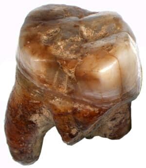 neanderthal-tooth-cp-8051916