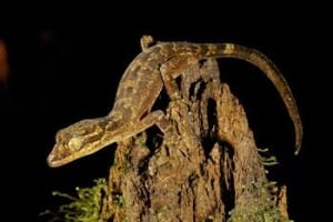 indonesia-geko-2-cp-8676634