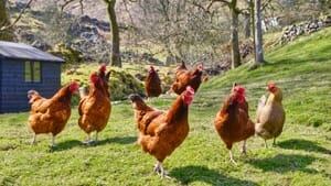 yard-chickens-inside