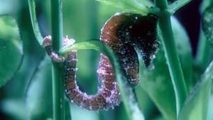 tp-100908-dwarfseahorse_credit-sheddaquariumchicago