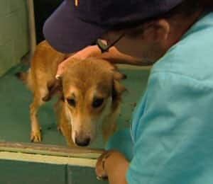 ns-spca-dog