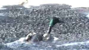 tp-edm-duck-syncrude