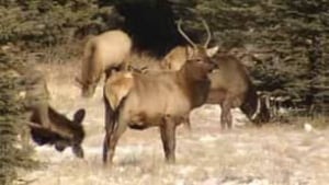 tp-cgy-banff-elk