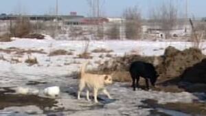 tp-edm-stray-dogs-hobbema