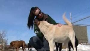 tp-edm-tracy-penrod-sundance-dogs-hobbema