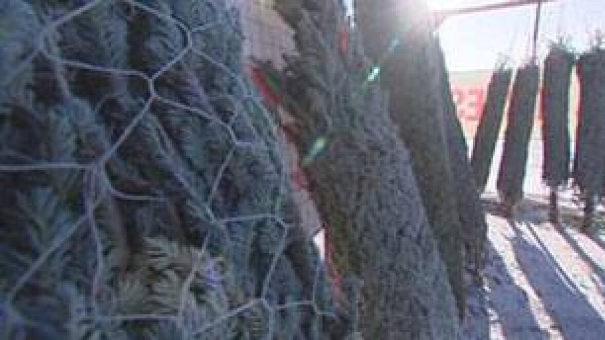 real trees snapped up this christmas manitoba cbc news real trees snapped up this christmas manitoba cbc news