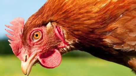 chicken-head-584