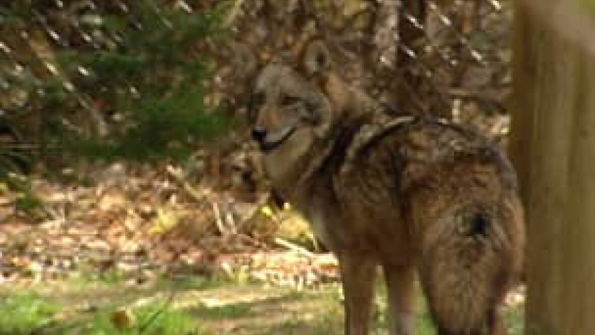 Parks Canada teaches people to scare coyotes Nova Scotia CBC News