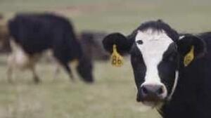 tp-gen-cow