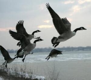 canada-geese-cp-2642465