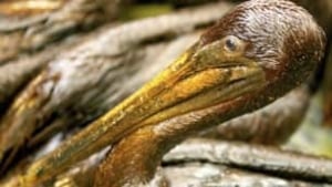 tp-oil-pelican
