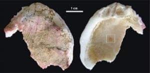neanderthal-shells-2