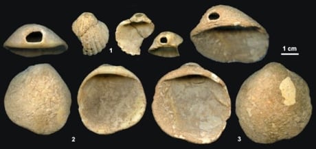 neanderthal-shells