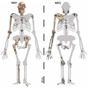 sediba-skeletons