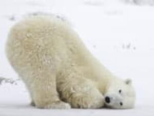 top-polar-bear-climate-cp-11142261