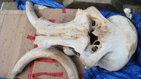 north-yukon-mammoth100614