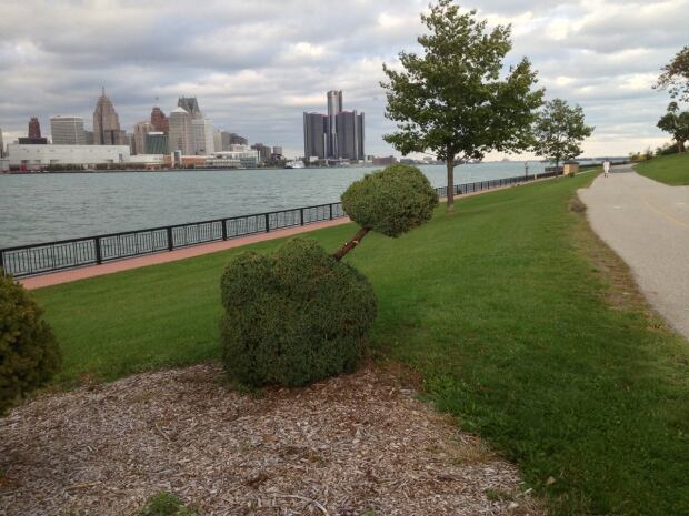 Phallic bush fixed