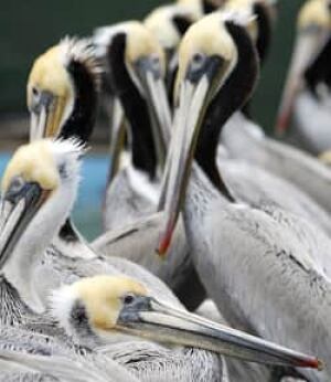 f-pelicans-cp-8074707