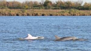 f-dolphins-cp-6773749