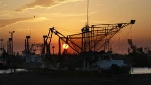 f-shrimping-boats-8560643