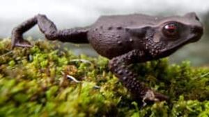 tp-red-eyed-toad1