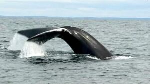 TP-nb-right-whales