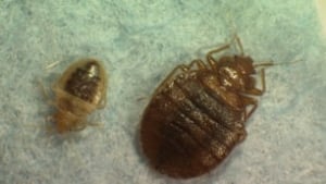 bed-bug-family-cp-6558017-306x172
