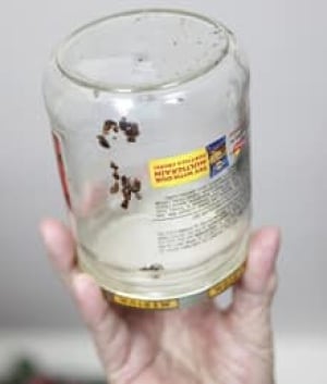 bed-bug-jar-cp-9292667-220x259