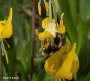 100907-bee-with-glacier-lily-300px