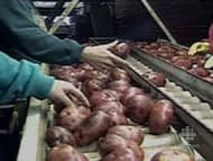top-potatoes