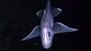 tp-100826-chimaera-noaa