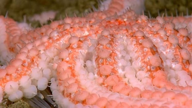 100826-starfish-noaa-584px