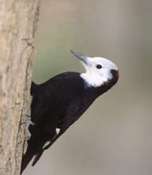 whiteheadedwoodpecker