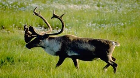 tp_woodland_caribou_cp_1460