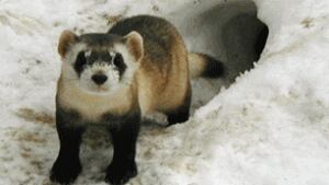 sk-black-footed-ferret-1-US