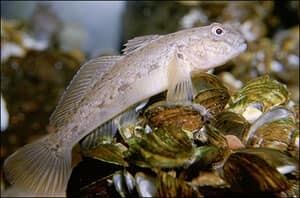 round-goby-zebra-mussel-mnr_e002781-resized