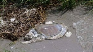 w-gulf-spill-turtle-cp-8586420