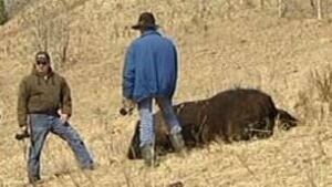 tp-cgy-wild-horse-dead