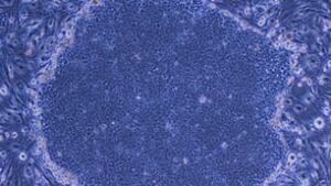 cgy-100228-stemcell-cp-3928628