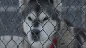 nl-dog-spca