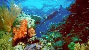 tp-coral-barrier-cp-RTROQYG