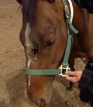 Animal-neglect trial adjourned until May - Edmonton - CBC News Animal-neglect trial adjourned until May - Edmonton - CBC News