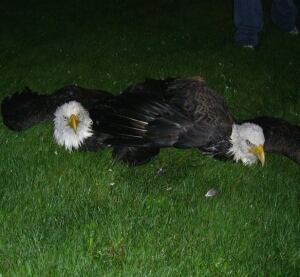 pe-584-eagles-locked