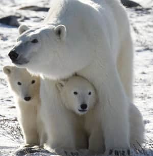 polar-bears-cp-large