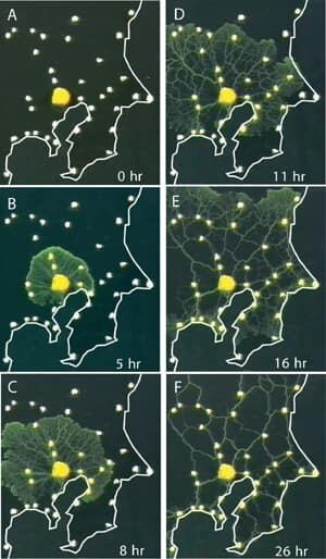 tokyo-slime-mold-2