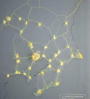 tokyo-slime-mold