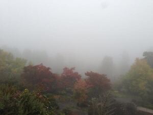 Queen Elizabeth Park in the fog